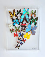 Load image into Gallery viewer, real mounted butterflies