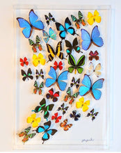Load image into Gallery viewer, 20x30x2.5&quot; butterfly display, framed butterflies, mounted butterflies, butterfly art, preserved butterflies, butterfly taxidermy, butterfly collection
