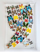 Load image into Gallery viewer, Framed Butterflies-Mounted Butterflies-Preserved Butterflies
