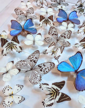 Load image into Gallery viewer, Framed Butterflies-Mounted Butterflies-Preserved Butterflies