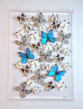 Load image into Gallery viewer, A rectangular acrylic display containing blue and white butterflies