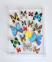 Load image into Gallery viewer, Framed Butterflies-Mounted Butterflies-Preserved Butterflies