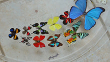 Load image into Gallery viewer, Framed Butterflies-Mounted Butterflies-Preserved Butterflies