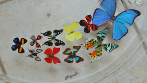 30" x 2.5" Circular Butterfly Display