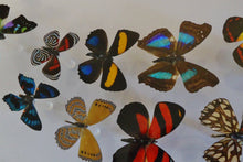 Load image into Gallery viewer, 24&quot; x 2&quot; Butterfly Display
