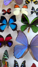 Load image into Gallery viewer, Framed Butterflies-Mounted Butterflies-Preserved Butterflies
