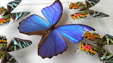 Load image into Gallery viewer, Framed Butterflies-Mounted Butterflies-Preserved Butterflies