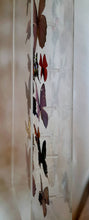 Load image into Gallery viewer, Framed Butterflies-Mounted Butterflies-Preserved Butterflies