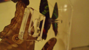 mounted butterflies, butterfly art, real butterfly artwork, butterflies in acrylic cases