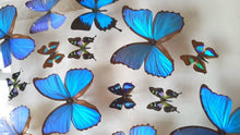 Load image into Gallery viewer, Framed Butterflies-Mounted Butterflies-Preserved Butterflies