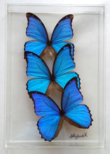 Load image into Gallery viewer, Framed Butterflies-Mounted Butterflies-Preserved Butterflies