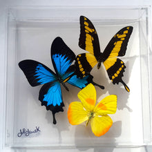 Load image into Gallery viewer, real Mounted butterfly art in clear acrylic frame display