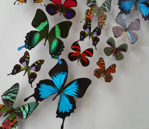 20x30x2.5" framed butterflies, mounted butterfly, butterfly art, preserved butterfly, butterfly taxidermy, butterfly collection, framed butterfly