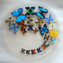 Load image into Gallery viewer, 30&quot; circle, butterfly displays, mounted butterflies, framed butterflies, butterfly art, real butterflies, butterfly display  butterflies acrylic cases
