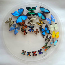Load image into Gallery viewer, Framed Butterflies-Mounted Butterflies-Preserved Butterflies