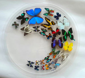 24" x 2" Butterfly Display