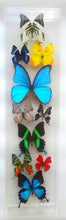 Load image into Gallery viewer, Mounted butterfly art in clear acrylic frame display