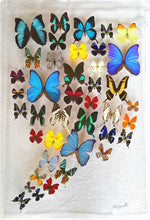 Load image into Gallery viewer, Framed Butterflies-Mounted Butterflies-Preserved Butterflies