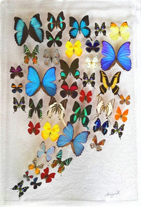 20x30x2.5" butterfly display, framed butterflies, mounted butterflies, butterfly art, real butterfly artwork, butterflies in acrylic cases