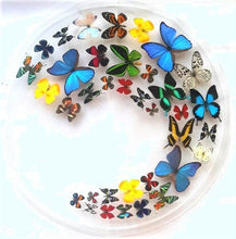 Load image into Gallery viewer, Framed Butterflies-Mounted Butterflies-Preserved Butterflies
