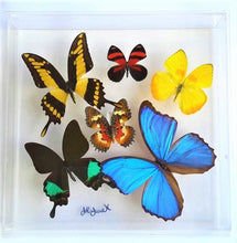 Load image into Gallery viewer, Real framed butterflies preserved in acrylic frame