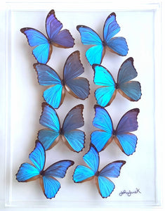 15x20" framed butterflies, mounted butterflies, butterfly displays,  butterfly art, real butterfly artwork, butterflies in acrylic cases, morpho