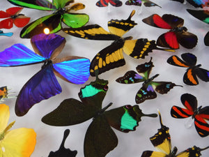 20x30x2.5" framed butterflies, mounted butterfly,  mounted butterfly displays, real butterfly artwork, butterflies cases