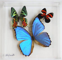 Load image into Gallery viewer, Framed Butterflies-Mounted Butterflies-Preserved Butterflies