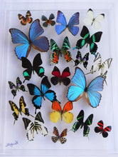 Load image into Gallery viewer, 5&quot;x20&quot;x2&quot; Butterfly Display
