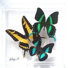 Load image into Gallery viewer, Framed Butterflies-Mounted Butterflies-Preserved Butterflies
