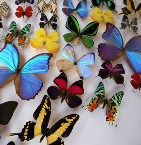 26x36 butterfly display
