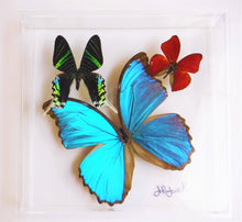Load image into Gallery viewer, real framed butterflies in clear case