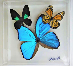8"x8"x2" Butterfly Display