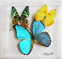 Load image into Gallery viewer, real framed butterflies