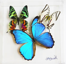 Load image into Gallery viewer, real framed butterfly display