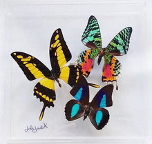 Load image into Gallery viewer, Framed butterfly taxidermy artwork, mounted specimens