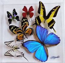 Load image into Gallery viewer, Framed Butterflies-Mounted Butterflies-Preserved Butterflies