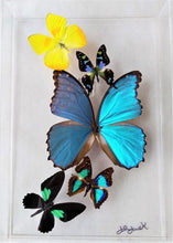 Load image into Gallery viewer, Real framed butterflies preserved in acrylic frame