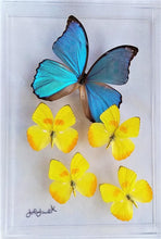 Load image into Gallery viewer, Real framed butterflies preserved in acrylic display case