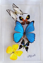 Load image into Gallery viewer, Framed Butterflies-Mounted Butterflies-Preserved Butterflies