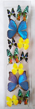 Load image into Gallery viewer, Framed Butterflies-Mounted Butterflies-Preserved Butterflies