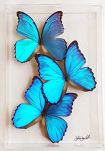 Load image into Gallery viewer, Real framed morpho butterflies preserved in acrylic display case