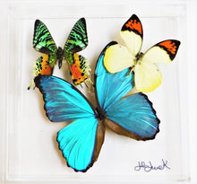Load image into Gallery viewer, Real framed butterflies preserved in acrylic display case