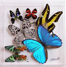 Load image into Gallery viewer, Real framed butterflies preserved in acrylic display case