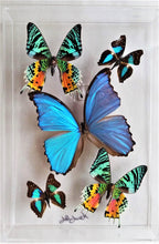 Load image into Gallery viewer, real Mounted butterfly art in clear acrylic frame