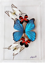 Load image into Gallery viewer, Framed Butterflies-Mounted Butterflies-Preserved Butterflies