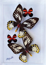 Load image into Gallery viewer, 8&quot;x12&quot;x2&quot; Butterfly Display
