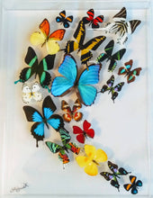 Load image into Gallery viewer, real framed butterflies