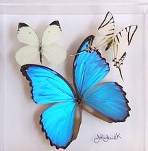 Load image into Gallery viewer, Framed Butterflies-Mounted Butterflies-Preserved Butterflies