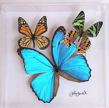 Load image into Gallery viewer, Colorful preserved framed butterfly display in acrylic frame